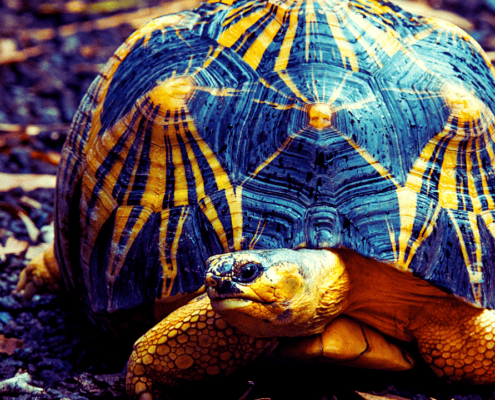 Turtle's Pace | Poems about Life